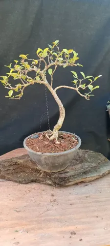 Pré bonsai acerola