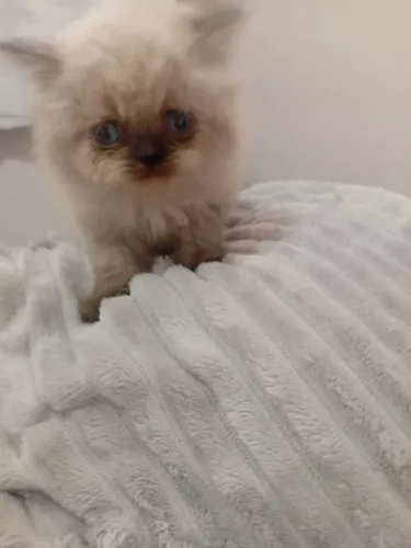 Vendo Gata Persa Fêmea