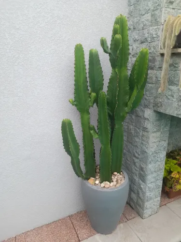Euphorbia/Suculenta linda