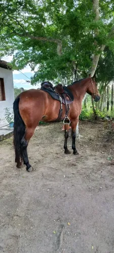 Vendo égua marcha picada