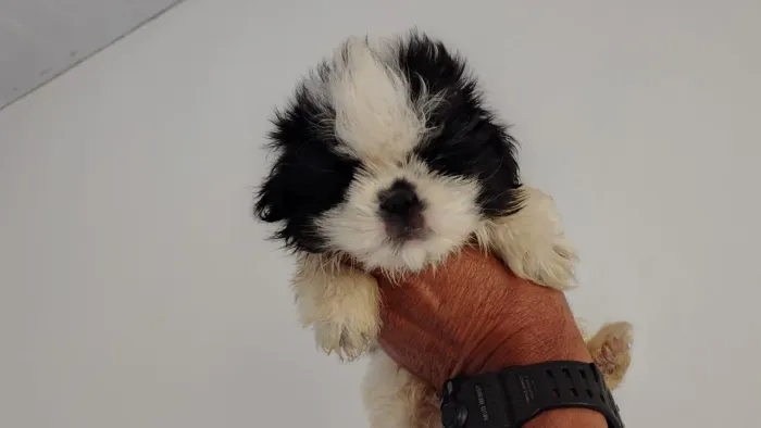 Filhote shih tzu, esses filhotes vão derreter seu coração!