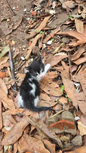 Gatinho adocao