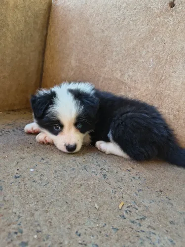 MACHO BORDER COLLIE