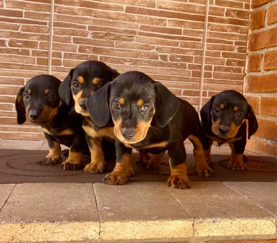 Dachshund mini filhotes lindo 