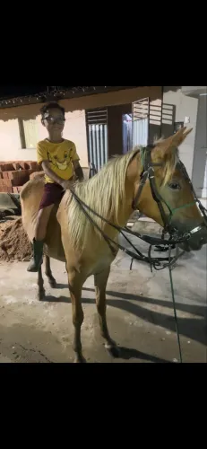 Potra Palomina Bem Novinha Pra Fazer