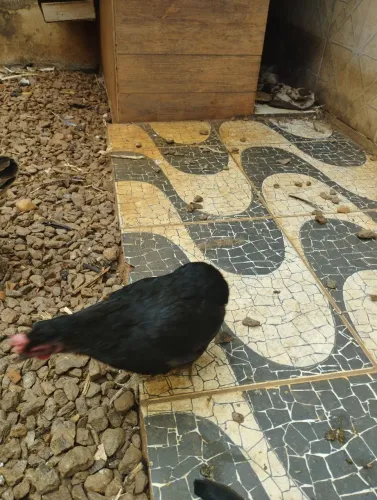 Garnize sura de ovos azuis 