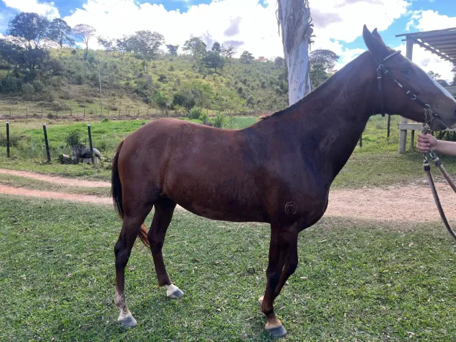 Égua MM