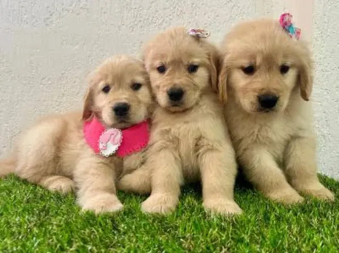 Filhote de Golden com pedigree