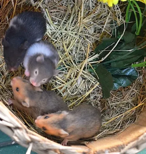 Hamster sírio e anão russo machos e fêmeas porquinho coelho Twister calopsita filhotes