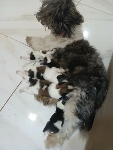 Shih tzu puro