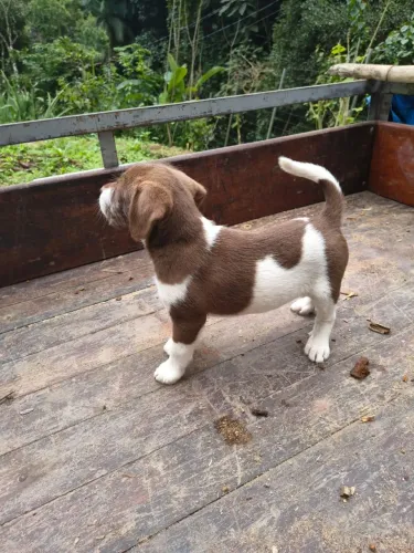 Doação de filhote de cachorro