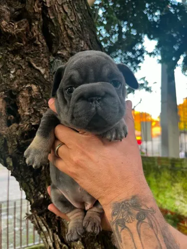 Buldogue francês