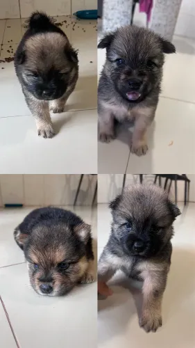 FILHOTE DE CHOW CHOW