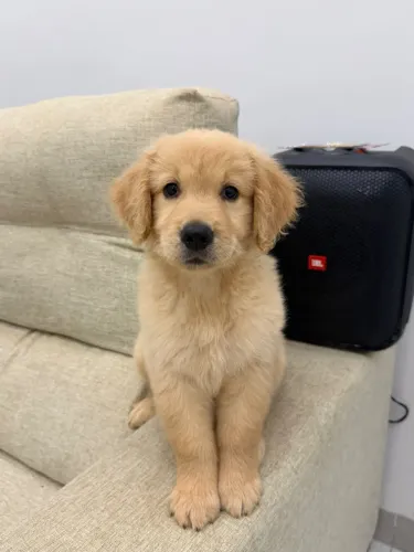 Vendo golden 