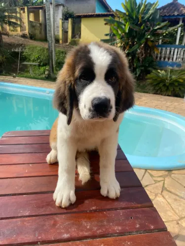São Bernardo com pedigree 