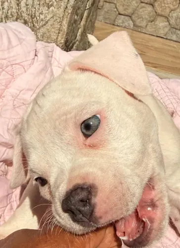 American Bully