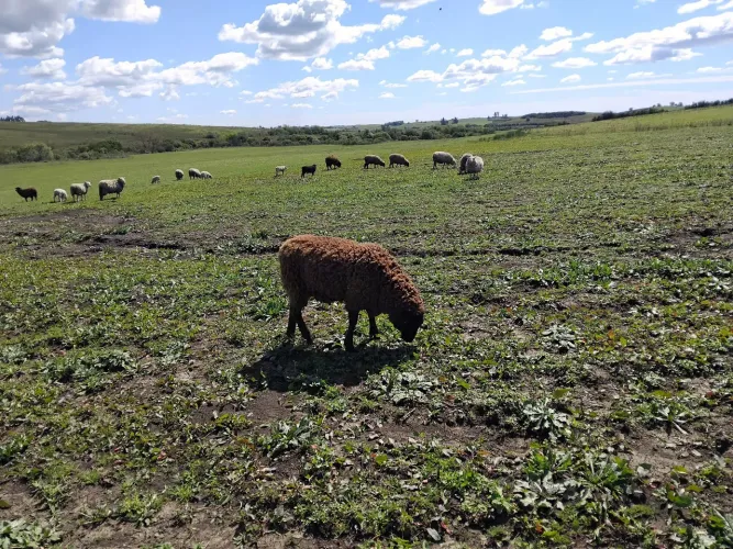 Oportunidade lote de ove e cordeiros