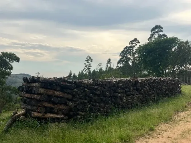 Mogno africano