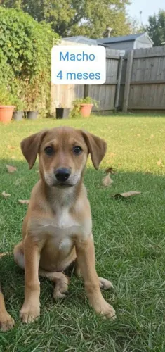 adoção de filhotes de cães 