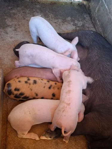 Leitao desmamados 2 meses
