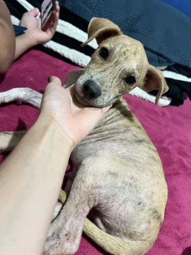 Cachorro p/ adoção 