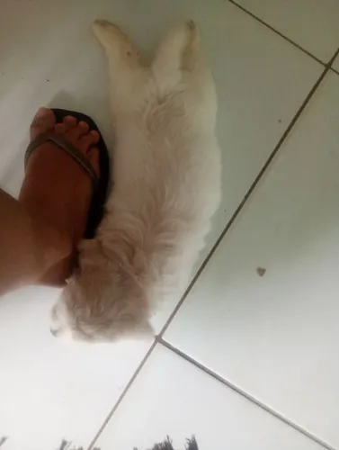 Filhote de poodle com Shitzu