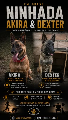 Filhotes Pastor Belga Malinois