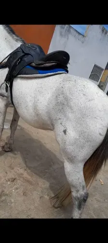 Cavalo de Esteira