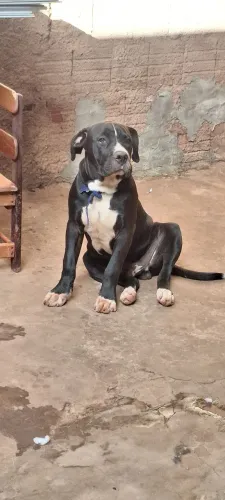 Pitt bull × buldogue