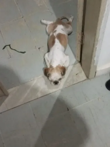 Vende-se Filhote de Shih Tzu 