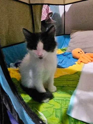 Adoção responsável  Gatinhos. 