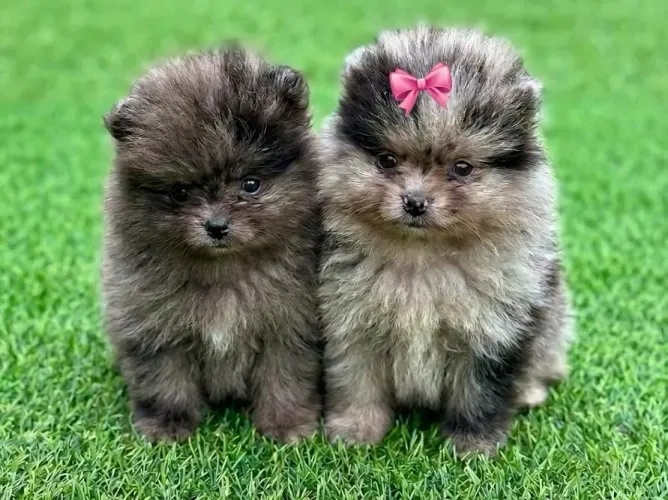 Spitz alemão/lulu da pomerania fêmea e macho merle 