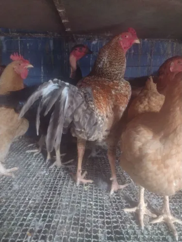 Galos galinhas e frangos caipiras legítimo vivo ou abatido