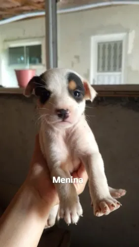 Doação cachorros urgente