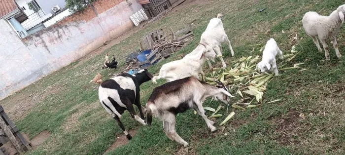 Carneiros e cabritos