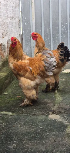 Brahmas buff 