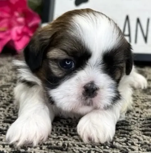 Lhasa Apso Filhotes Muito Tranquilos.