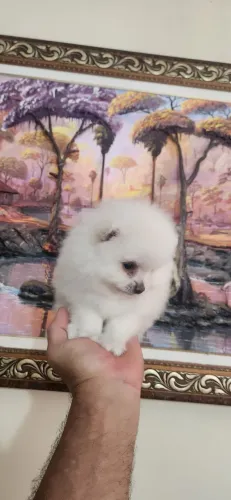SPITZ ALEMÂO MACHOS E FÊMEAS 
