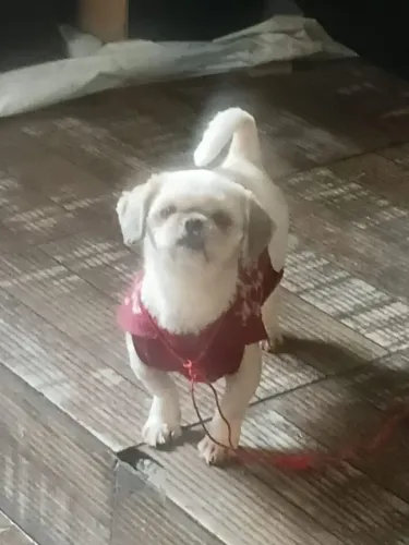 Vendo