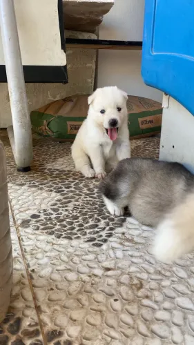 Husky siberiano
