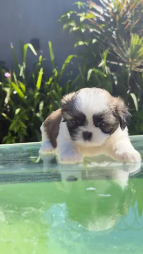 Shih tzu lindao bem pequeno e peludinho, também temos fêmeas