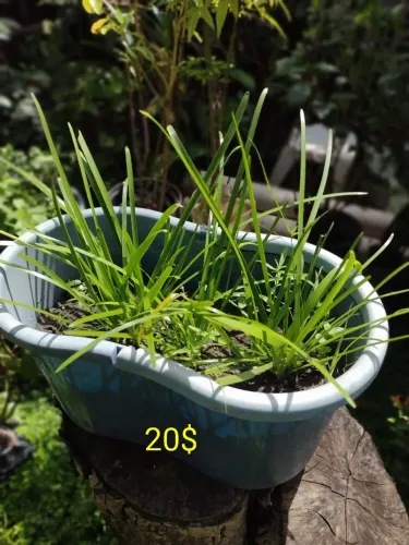 PLANTAS ORNAMENTAIS