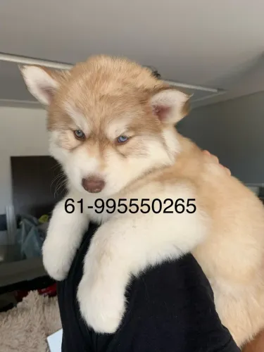 HUSKY WOOLY última unidades !