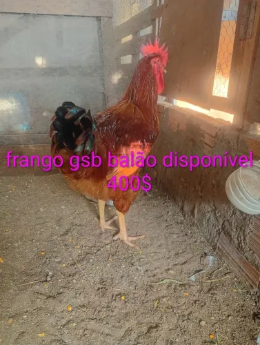 Frango gsb balão disponível