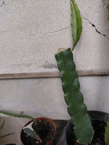 Muda enraizada de Pitaya JINDU N1
