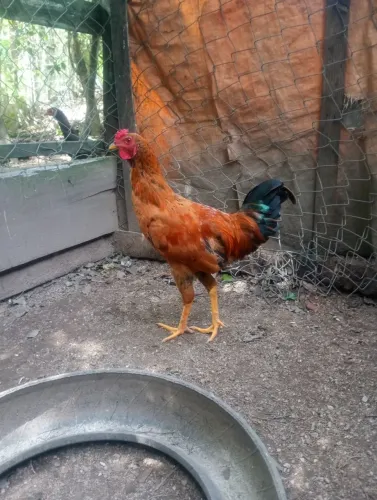 Frango caipira 