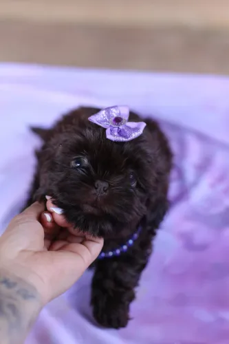 Fêmea Shih tzu Chocolate Sólida 