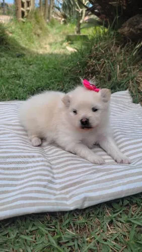 Linda cadelinha Lulú da Pomerânia