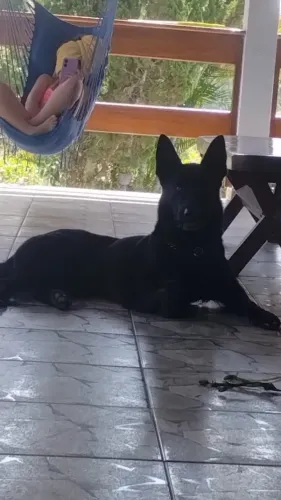 Doa-se um pastor belga 