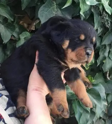 Rottweiler alemão 